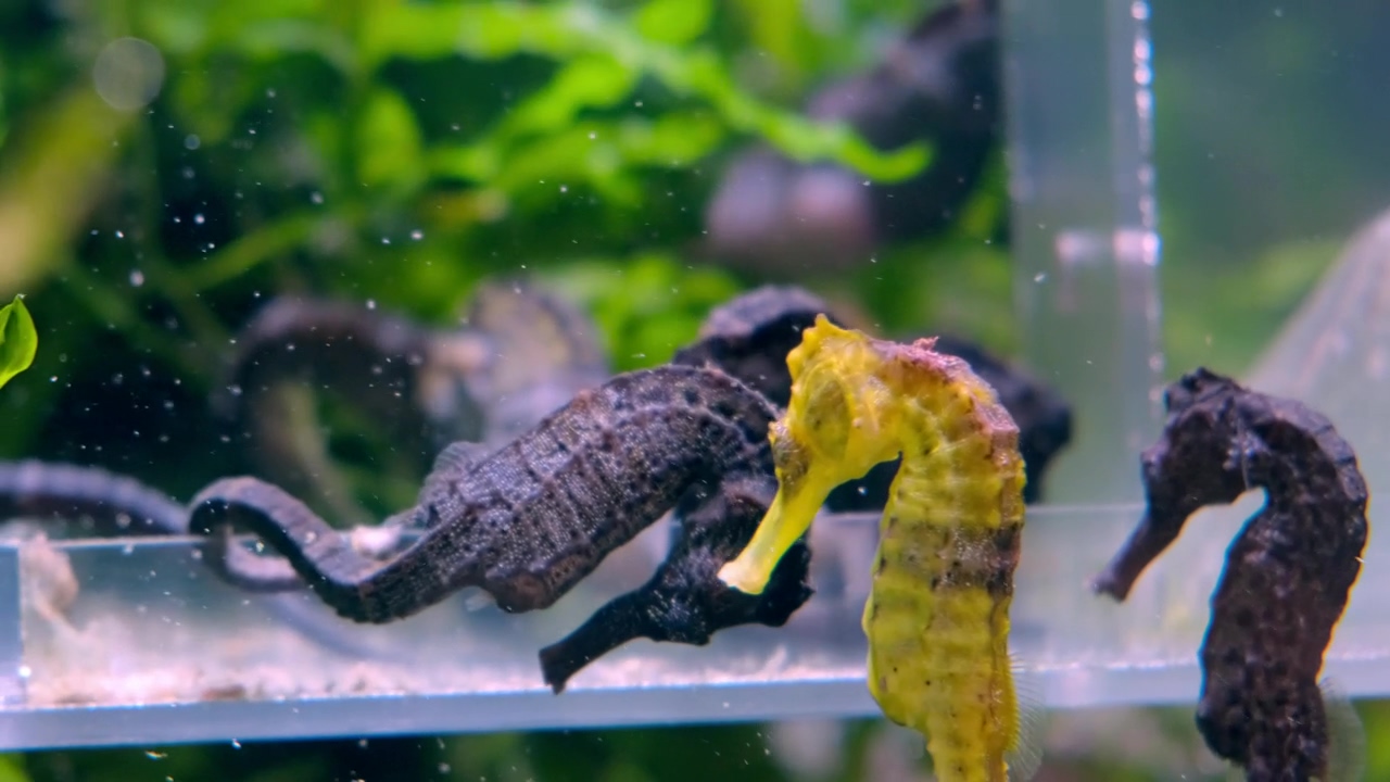 Group of seahorse floating in a fish tank #fish #tropical #coral reef #tank #seahorse