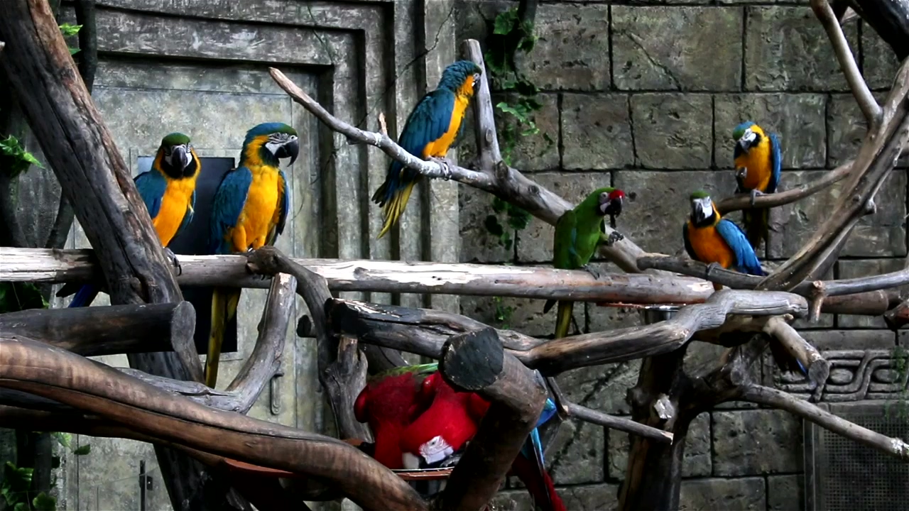 Group of tropical parrots sitting on branches in an old building site, bird, colorful, animals, parrot, and cockatiel