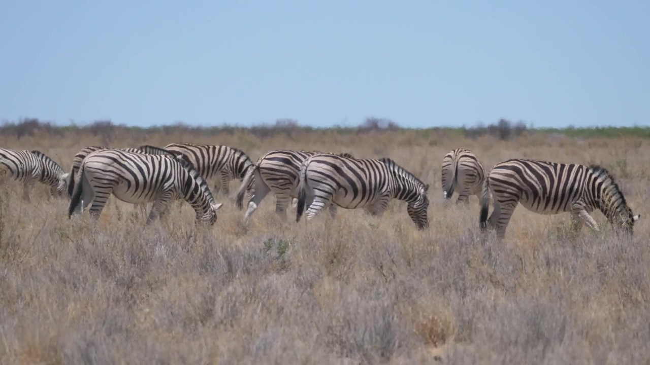 Group of zebras eating in the savannah, animal, wildlife, wild, and zebra