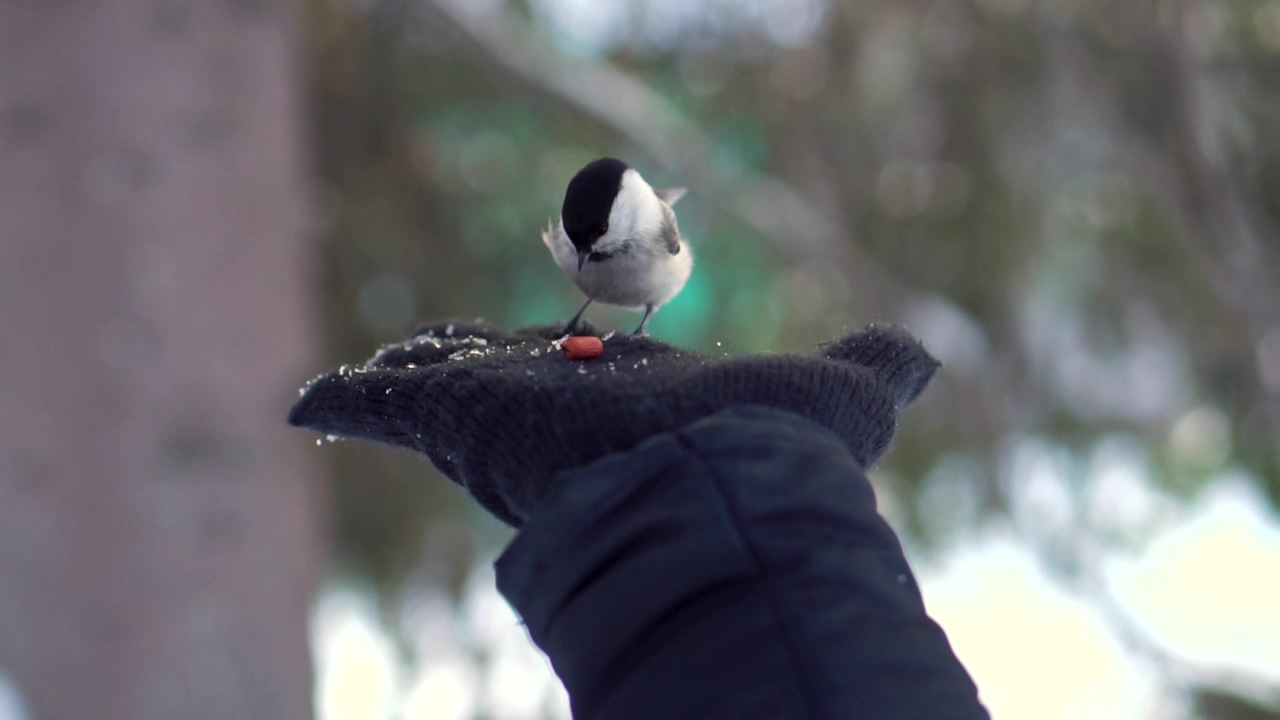 Hand feeding a tiny bird, food, animal, bird, and cute