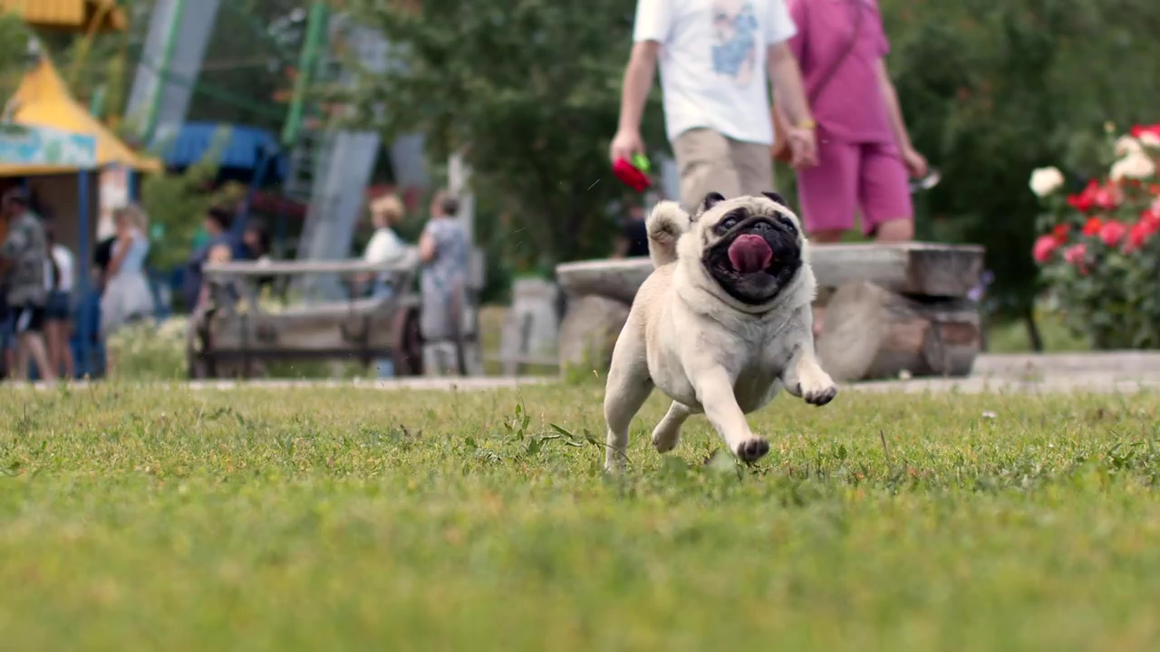 Happy pug running across a busy park, park, dog, pet, running, dogs, and pug