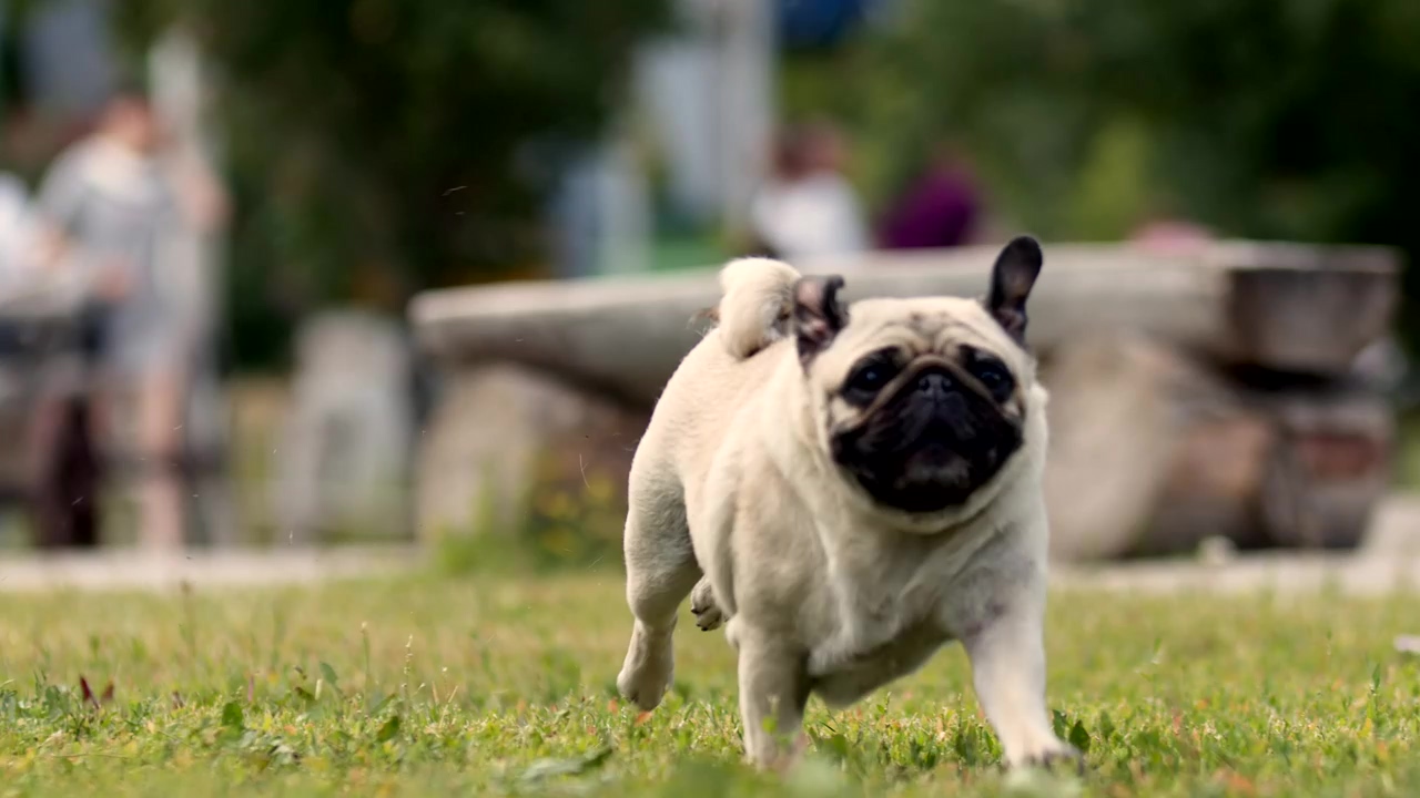 Happy pug running across a grassy park, dog, pet, running, animals, dogs, and pug