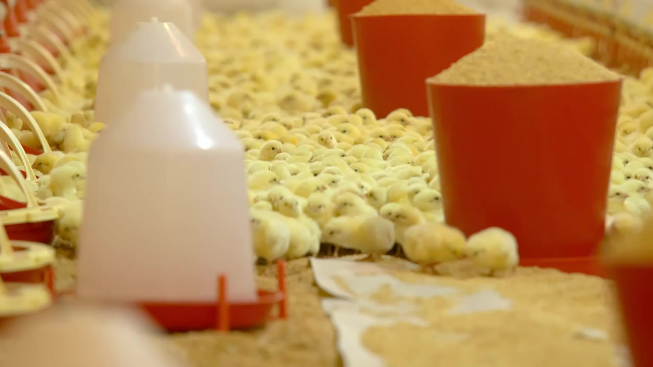 Hatching chicks on a farm, agriculture, farm, chicken, and hatching