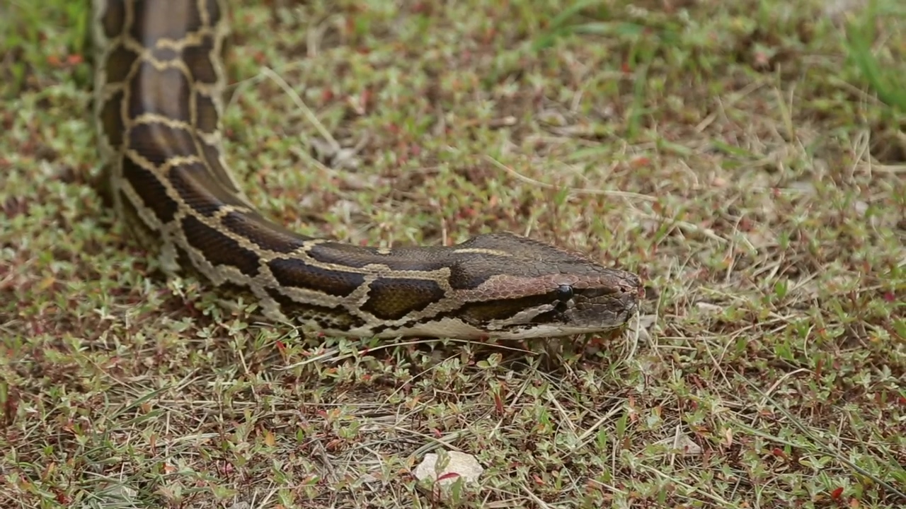 Head of a snake in the grass, grass, reptile, danger, snake, and snakes
