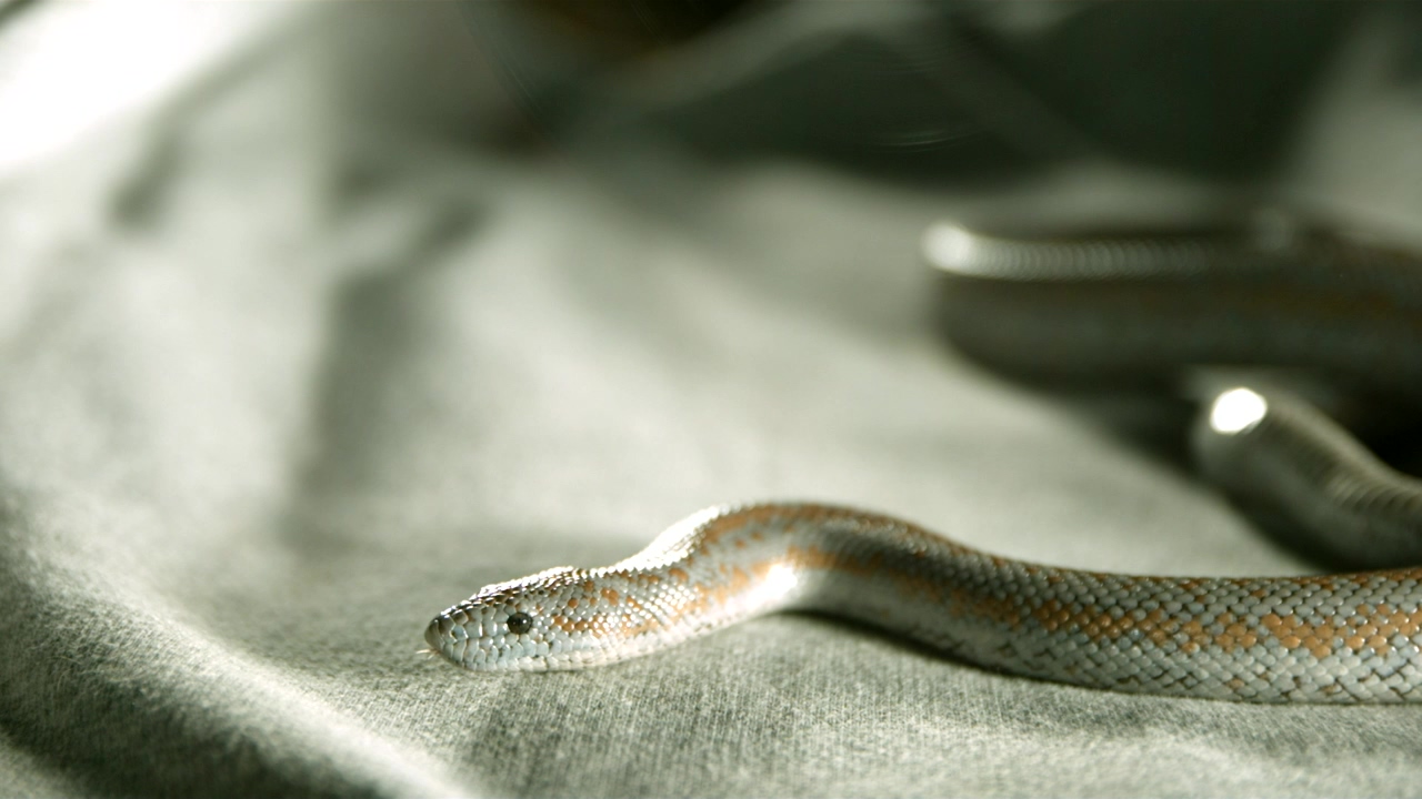 Head of snake on fabric, slow motion, wildlife, reptile, snake, and snakes