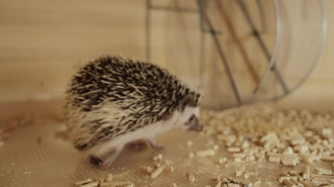 Hedgehog pet running, animal, pet, and running