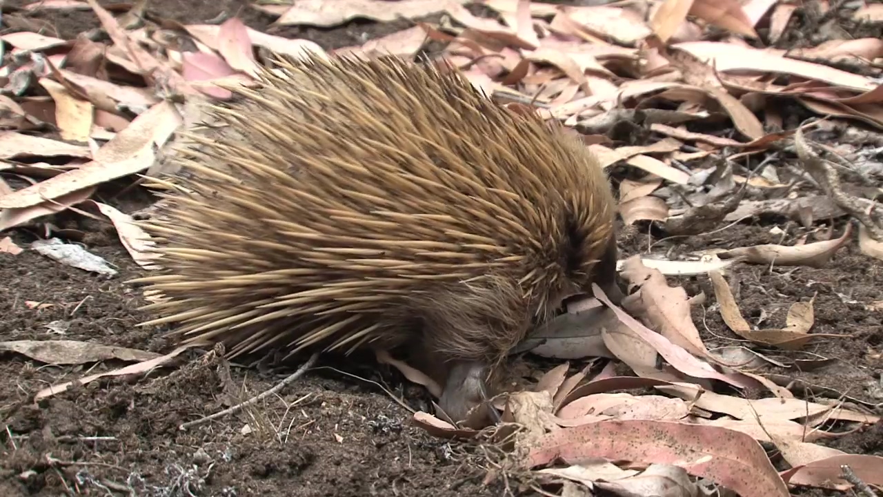 Hedgehog sniffing the ground, animal, wildlife, leaves, and ground