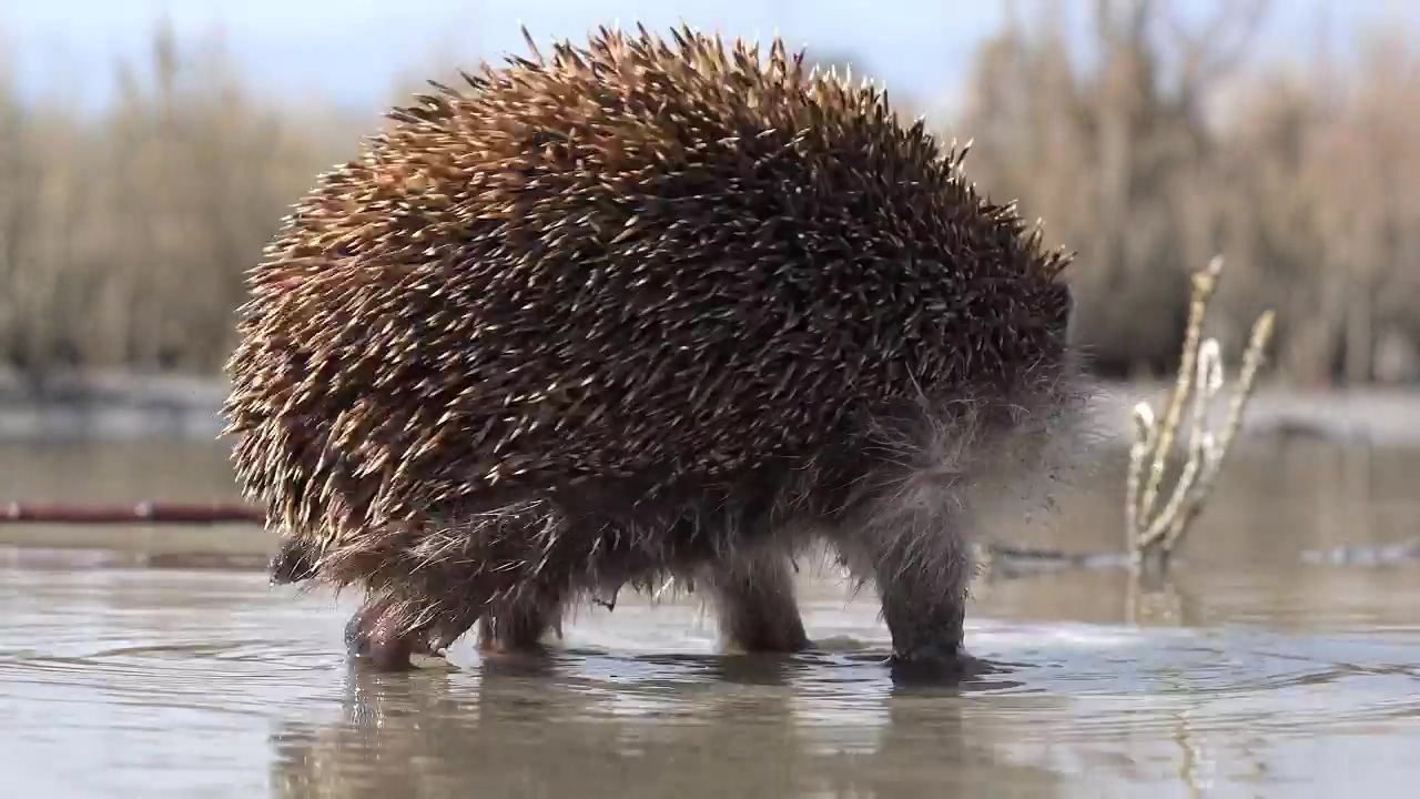 Hedgehog walking on the water, animal and wildlife