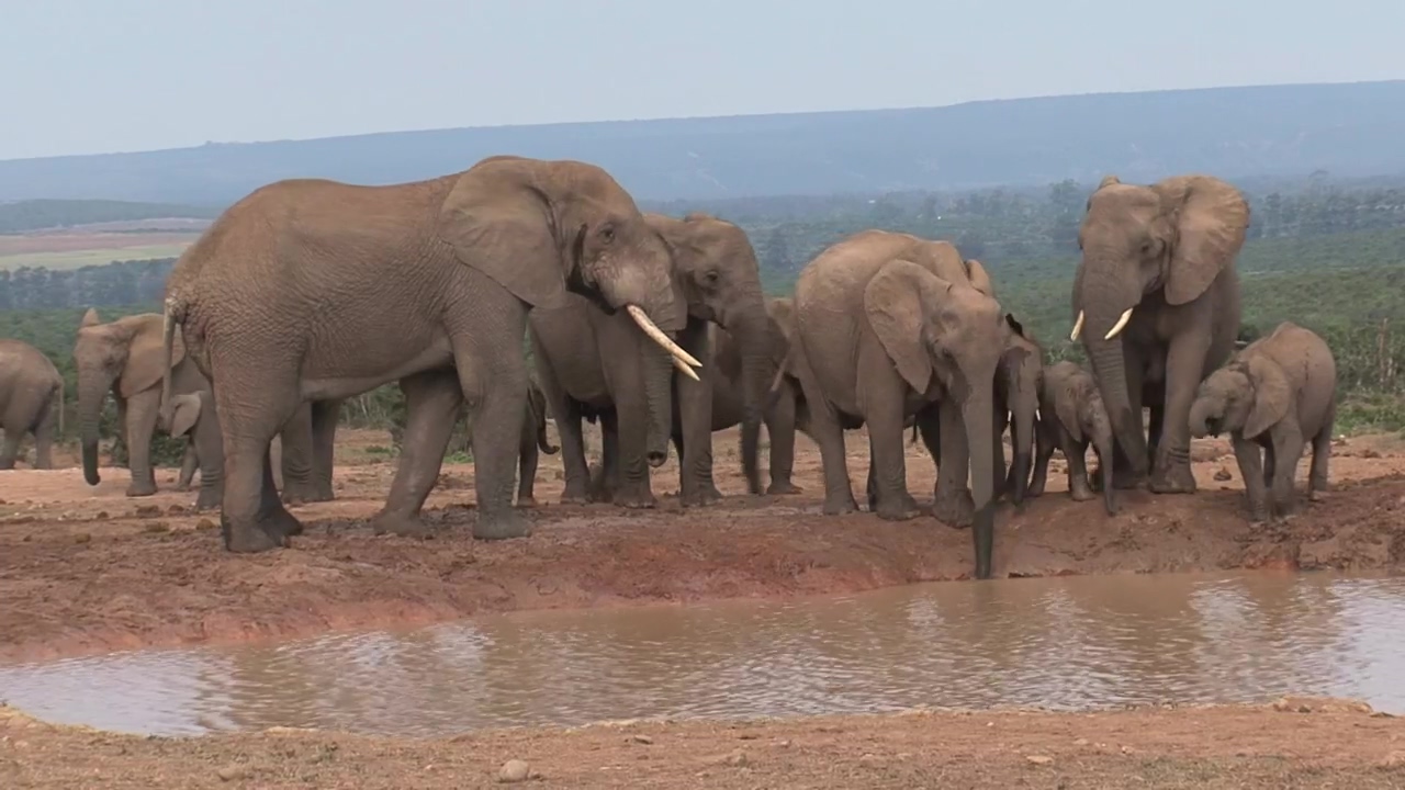Herd of african elephants in a pond #animal #wildlife #africa #savanna #elephant