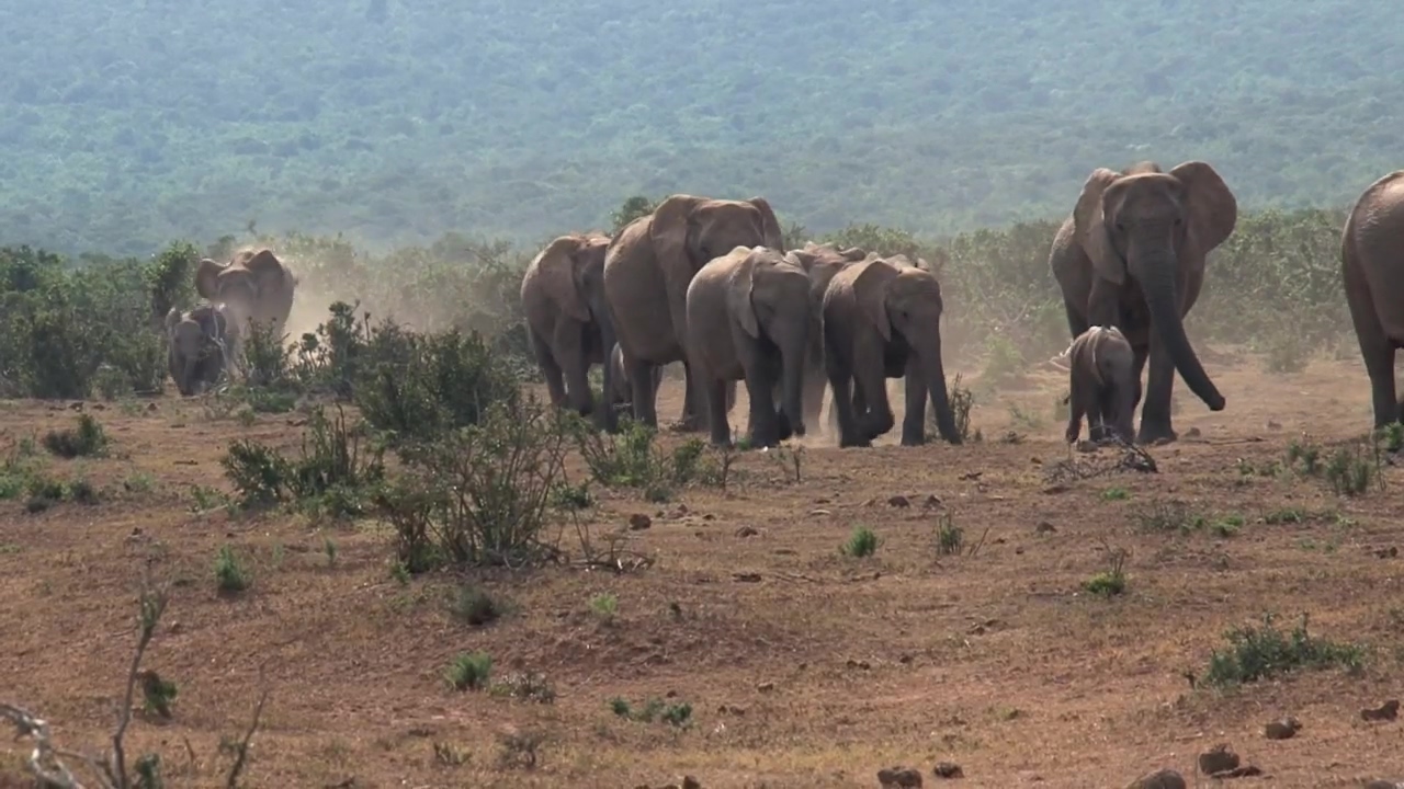 Herd of african elephants walking on the savanna, animal, wildlife, africa, and elephant