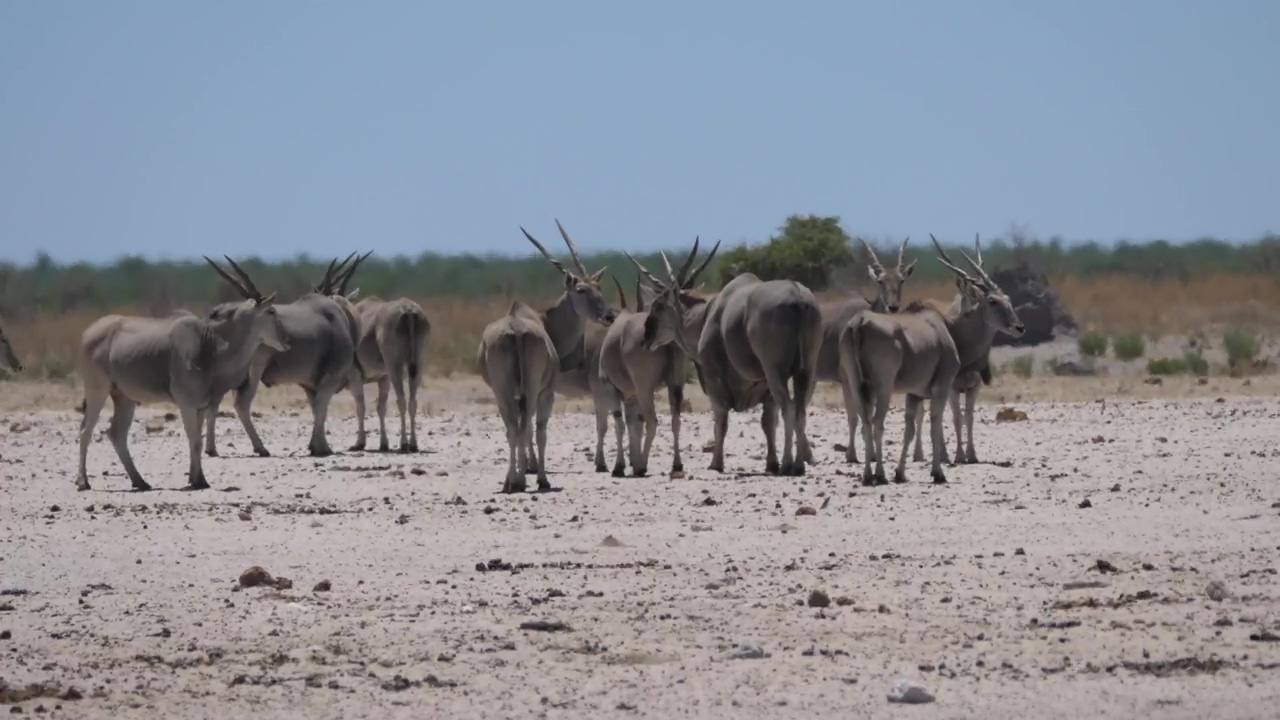 Herd of common elands on a hot and dry savanna, animal, wildlife, africa, dry, savanna, and climate change