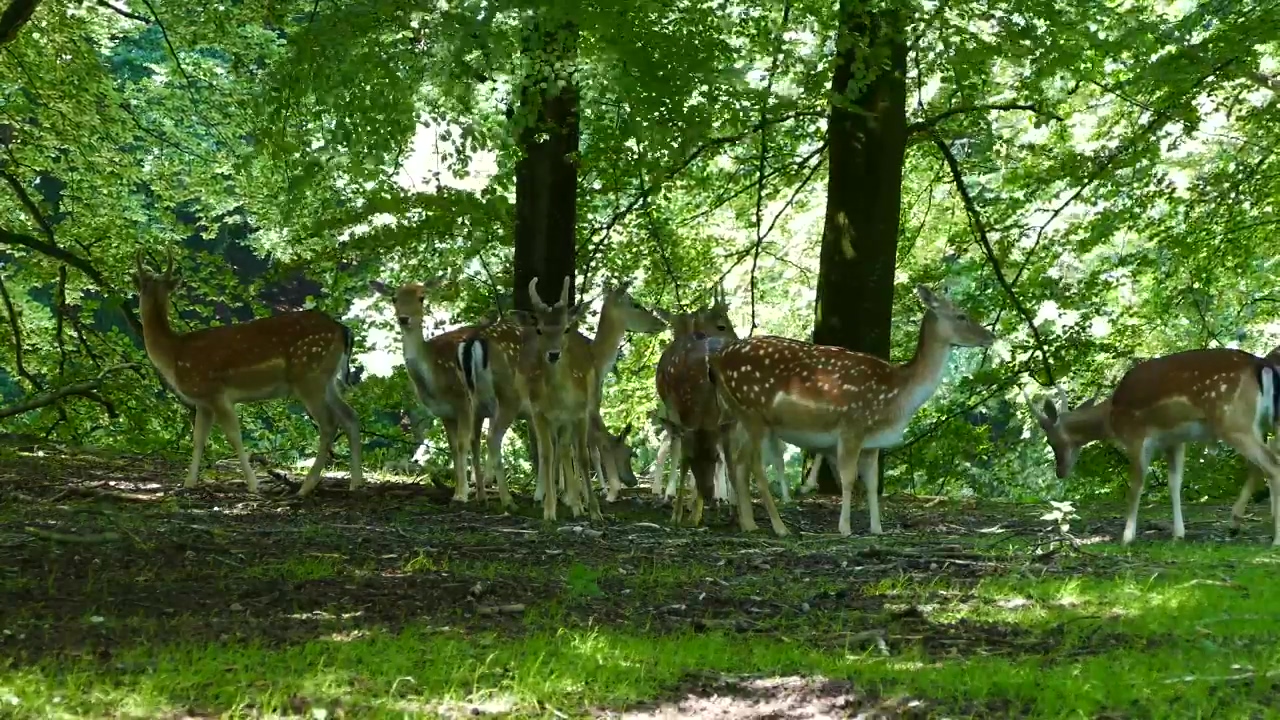 Herd of deer in the forest, nature, forest, animal, wildlife, daytime, summer, and deer