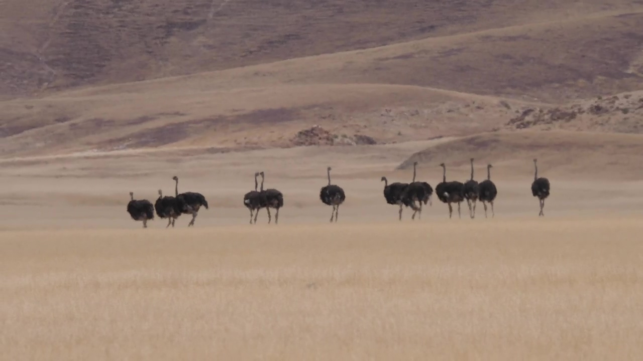 Herd of ostrich running on a dry savanna, animal, wildlife, bird, africa, dry, and savanna