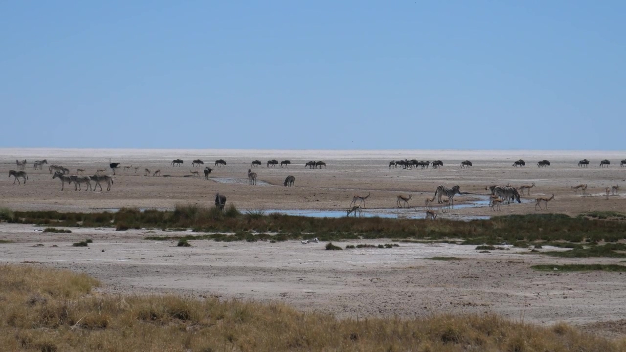 Herds of african animals on a vast plain, animal, wildlife, africa, dry, savanna, climate change, and african animals
