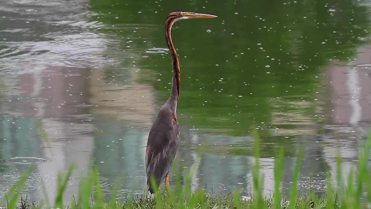 Heron standing at the edge of a pool, nature, bird, and pool