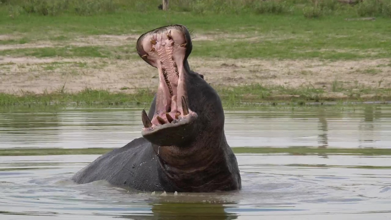 Hippo yawning in the lake, animal, wildlife, lake, africa, and wild