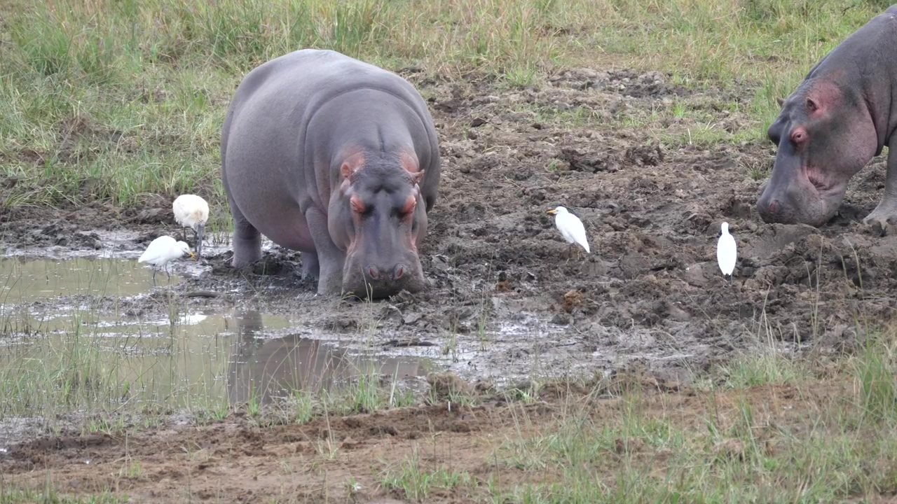 Hippos resting in the mud, animal, wildlife, africa, swamp, and lazy
