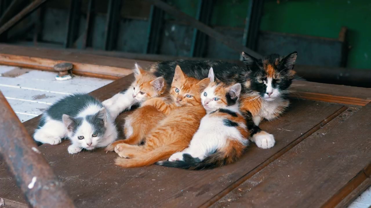 Homeless cats on a wooden door, animal, wildlife, cat, homeless, kitten, and door