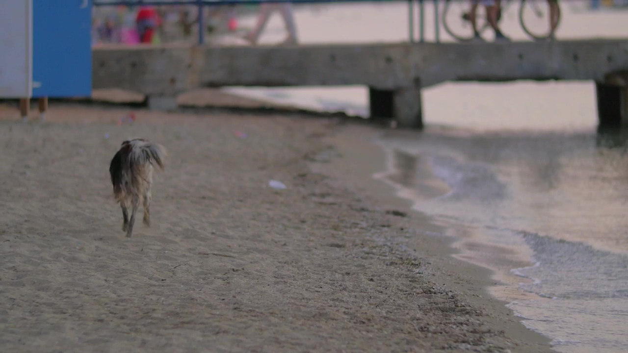 Homeless dog running along the coast, animal, dog, and sad