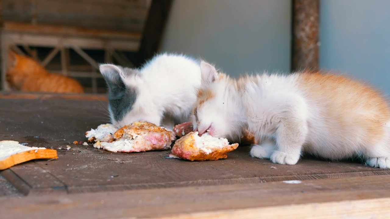 Homeless kittens eating on the street, animal, wildlife, eating, homeless, and cats