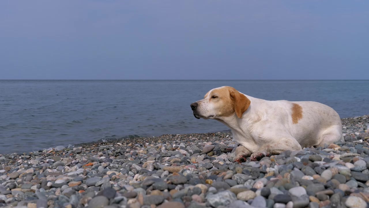 Homeless sad dog by the sea, sea, seashore, dog, sad, and lonely
