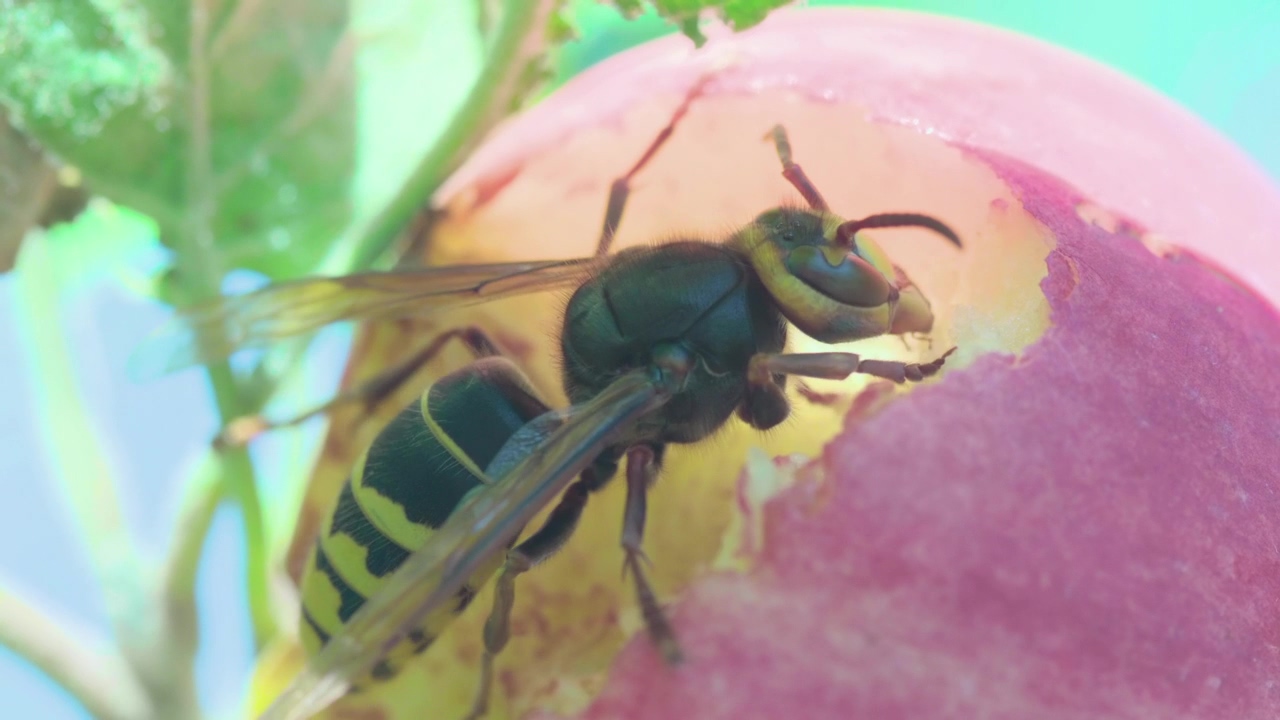 Hornet close up, wildlife, fruit, and bee