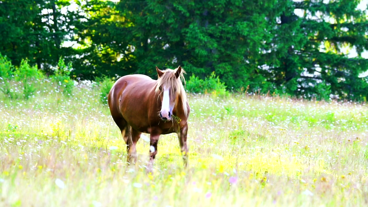 Horse feeding in a meadow, wildlife, farm, and horse