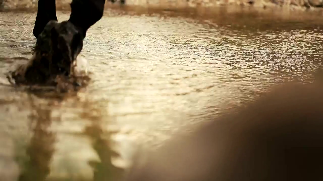 Horse walking through a shallow stream, water, walking, and horse
