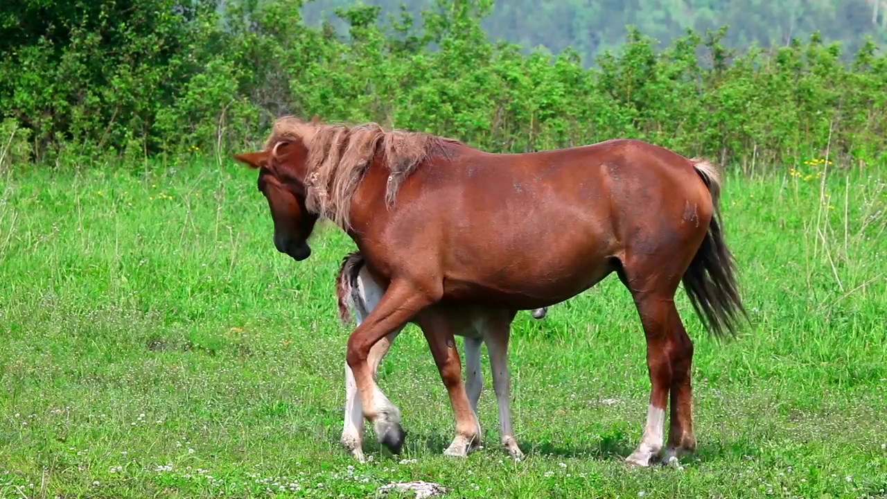 Horse with his colt in the meadow, animal, wildlife, and horse