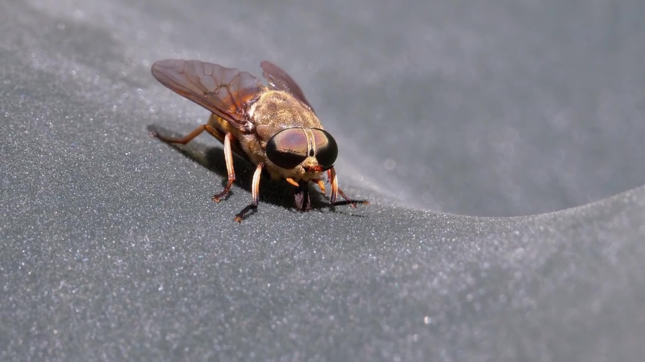 Horsefly, close up, animal, insect, and bee