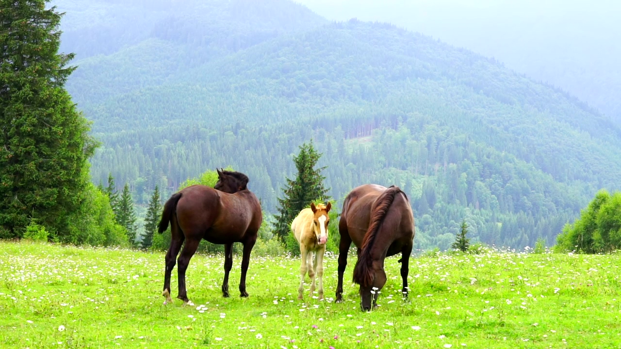 Horses family grazing in the meadow, mountain, animal, wildlife, meadow, horse, and horses