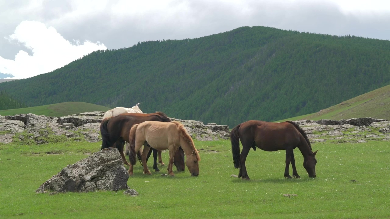 Horses grazing in the plain, animal, wildlife, eating, horse, valley, and horses