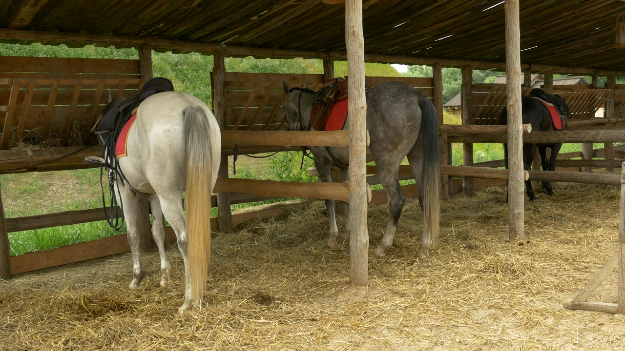 Horses parked on the stable, animal, farm, horse, and domestic
