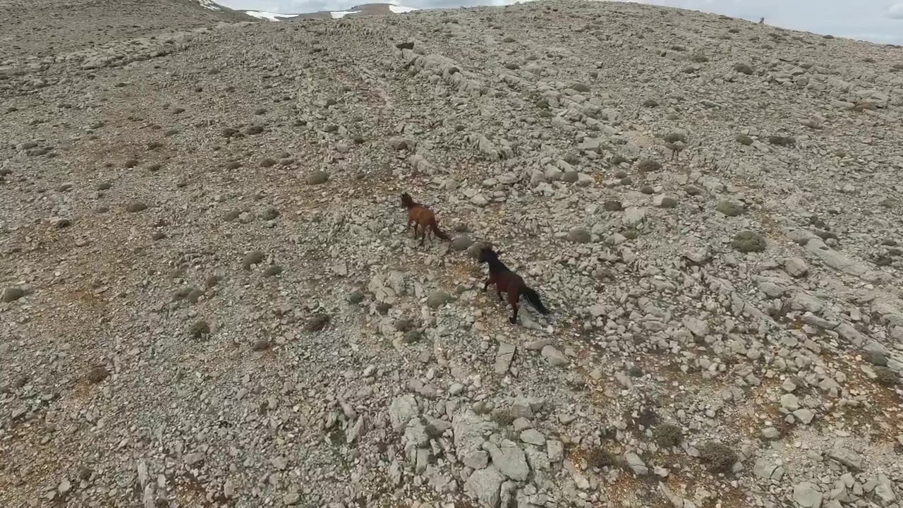 Horses running in slow motion on a rocky valley, aerial, freedom, horse, and valley