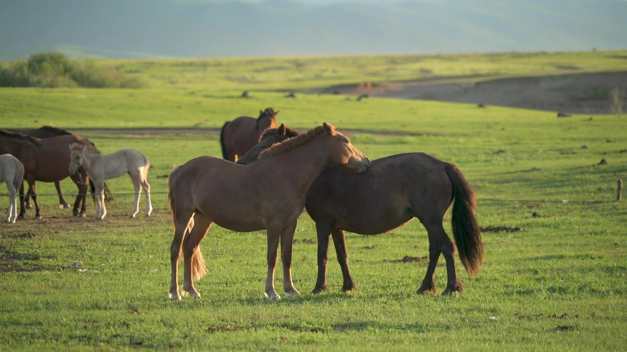 Horses scratching each other, animal, wildlife, grass, horse, and horses
