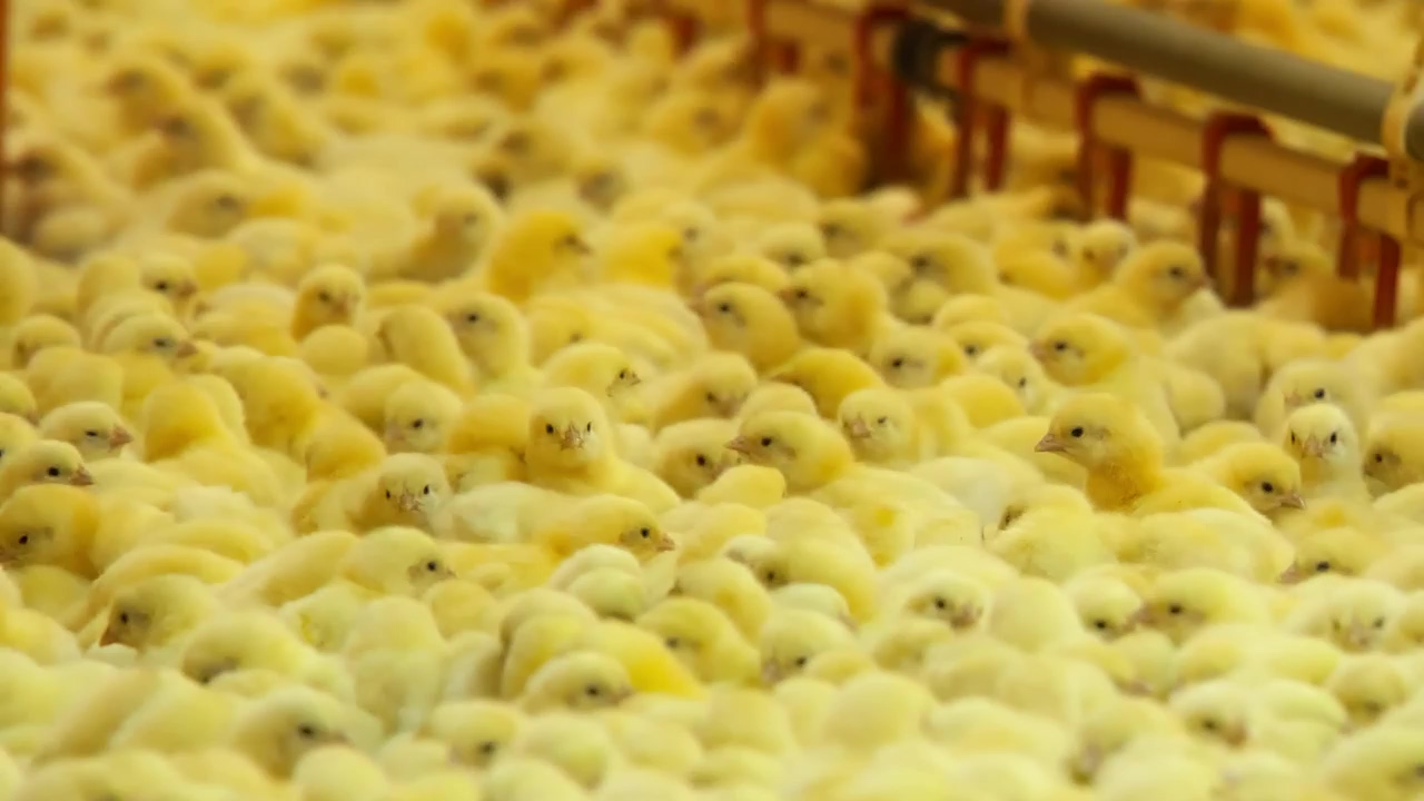 Hundreds of baby chicks on a farm, yellow, chicken, farm animals, baby chick, and feathers