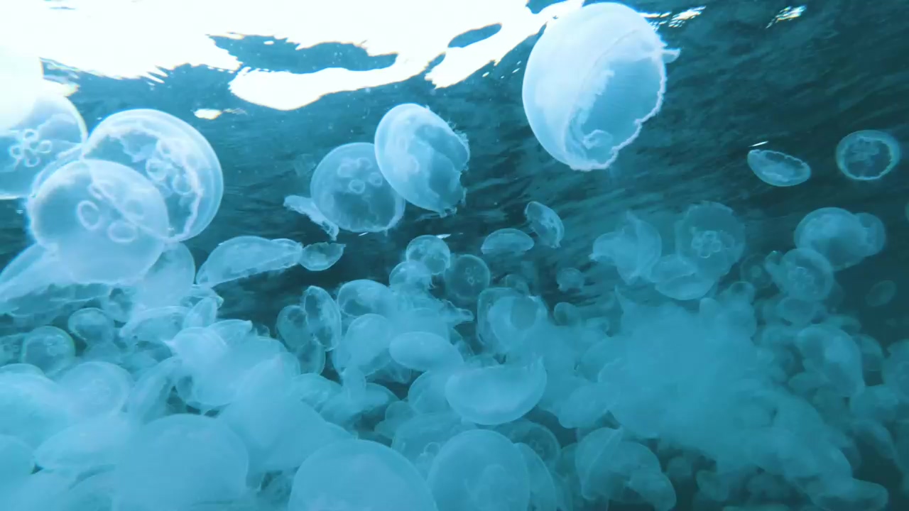 Hundreds of jellyfish at the surface of the sea, ocean, underwater, wild animals, sea animals, and jellyfish