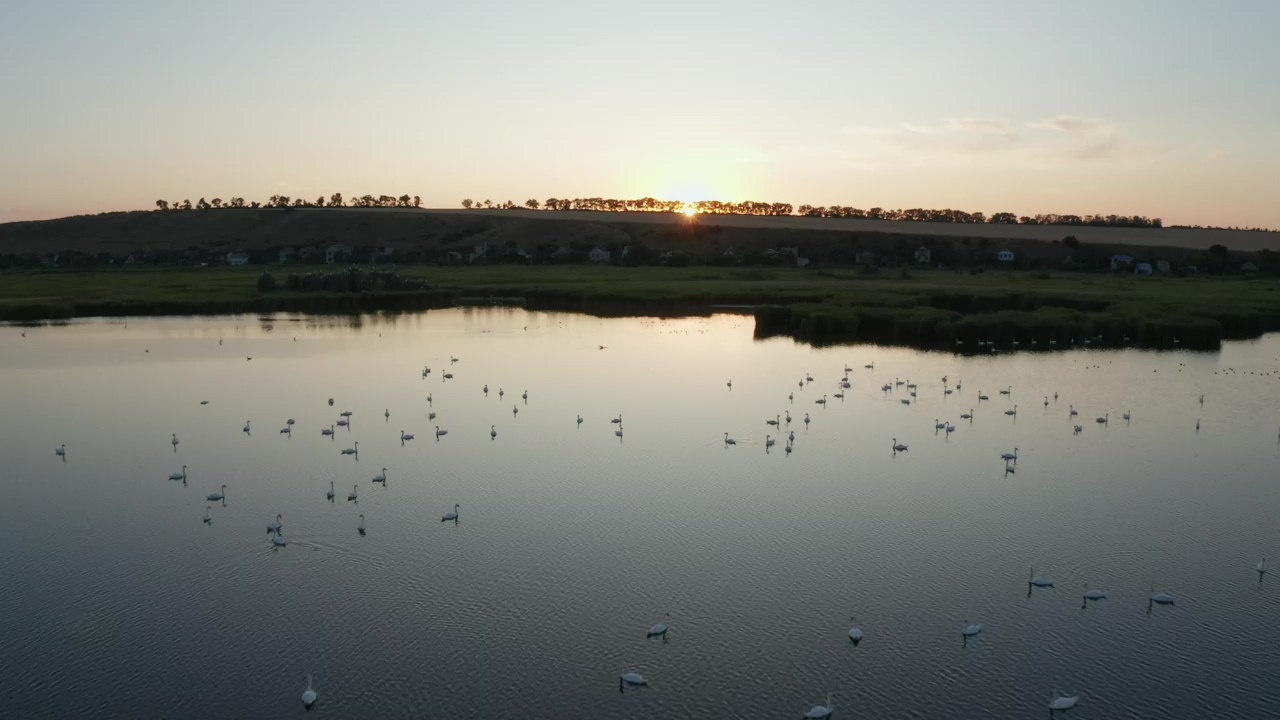 Hundreds of swans across a lake, lake, swan, and peace