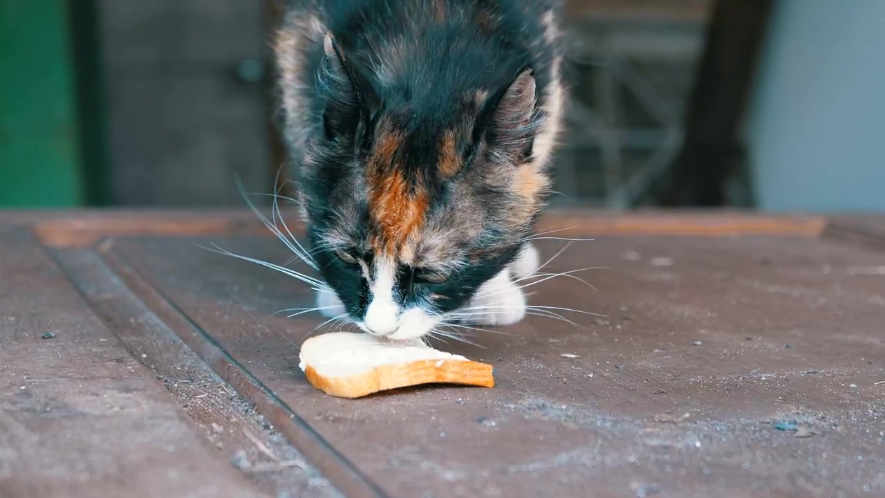 Hungry cat licking a piece of bread, food, animal, wildlife, eating, and cat