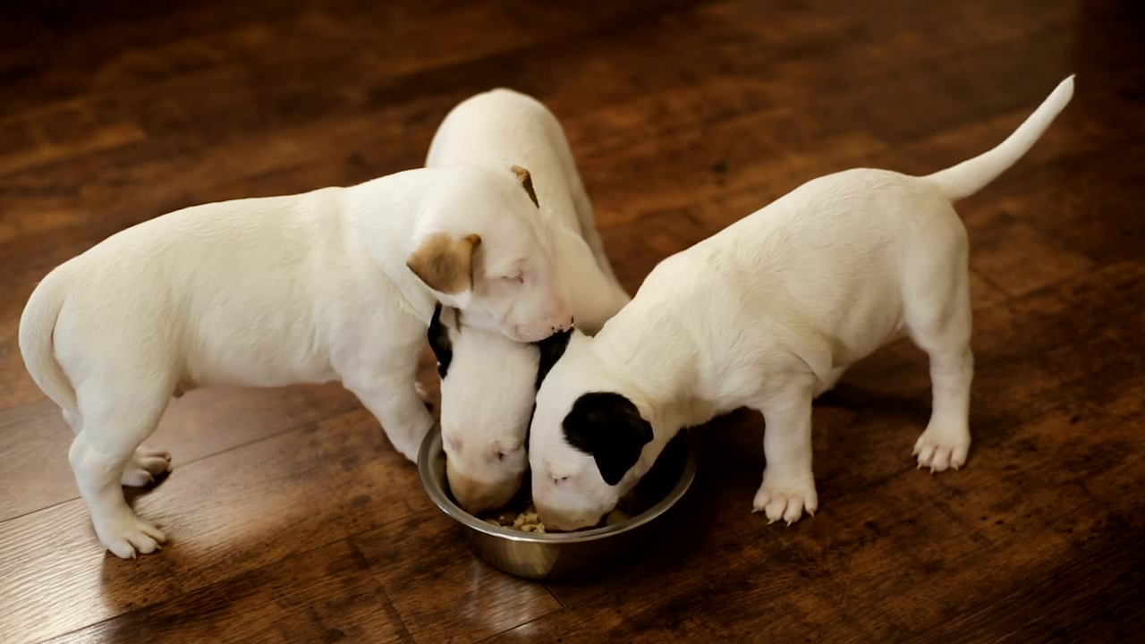 Hungry puppies eating together, dog, pet, dogs, puppy, hungry, and pets