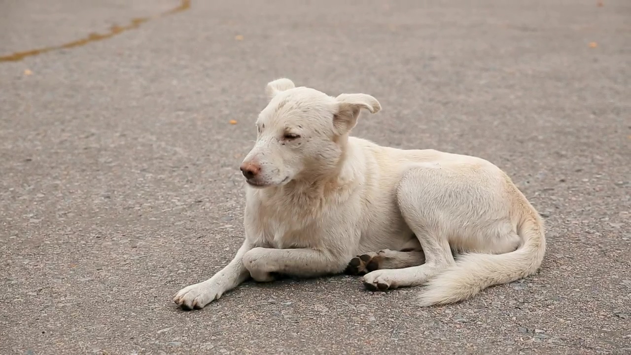 Hungry stray dog lies down on the floor, dog, pet, sad, homeless, and hungry