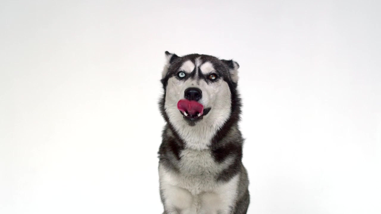 Husky licking its lips at the camera against a white background, animal, dog, pet, animals, dogs, and husky
