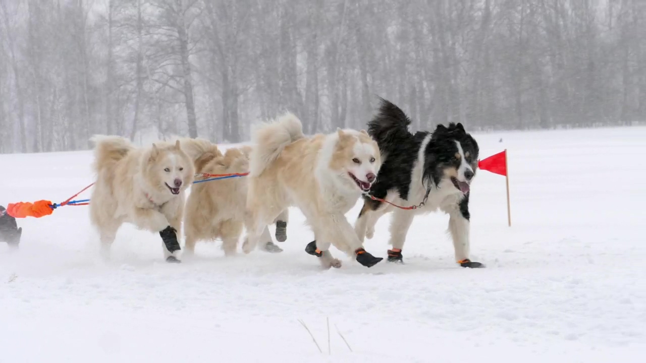 Husky sled dogs running in slow motion, outdoor, winter, snow, dog, russia, and dogs
