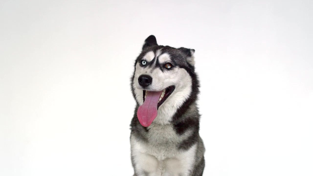 Husky with its tongue out panting at the camera, animal, dog, pet, animals, dogs, and husky