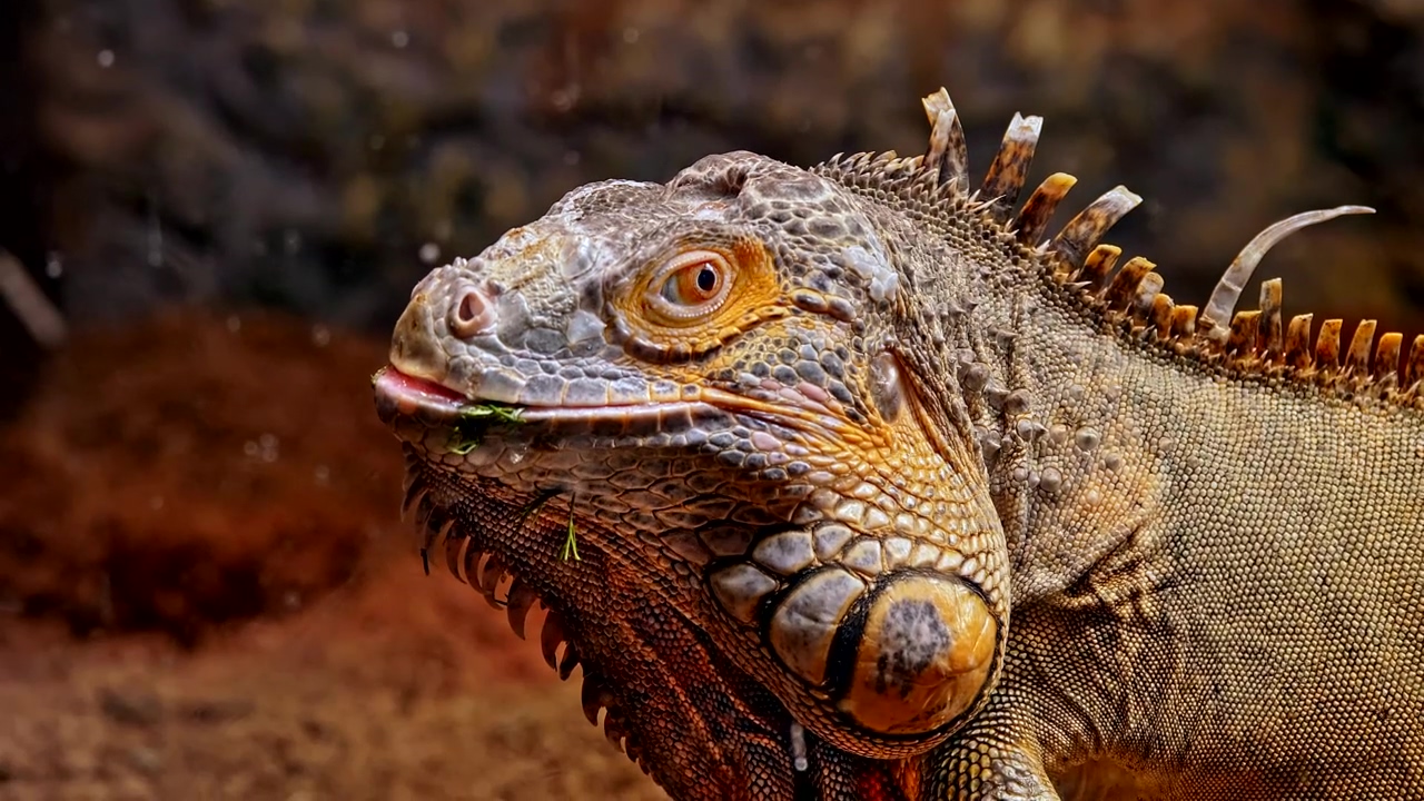 Iguana looks from the side in the wild, animal, wildlife, reptile, wild animals, dragon, and lizards
