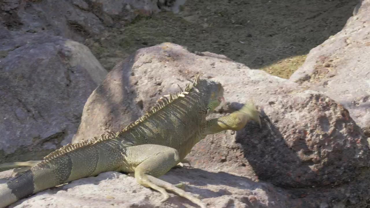 Iguana walking over warm rocks, animal, rock, and reptile