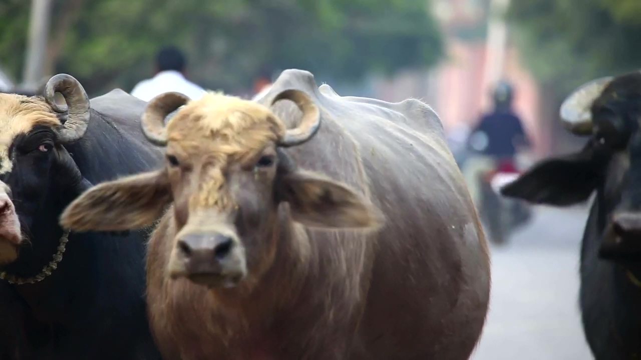 India bulls walking in the city streets #animal #wildlife #cow #india