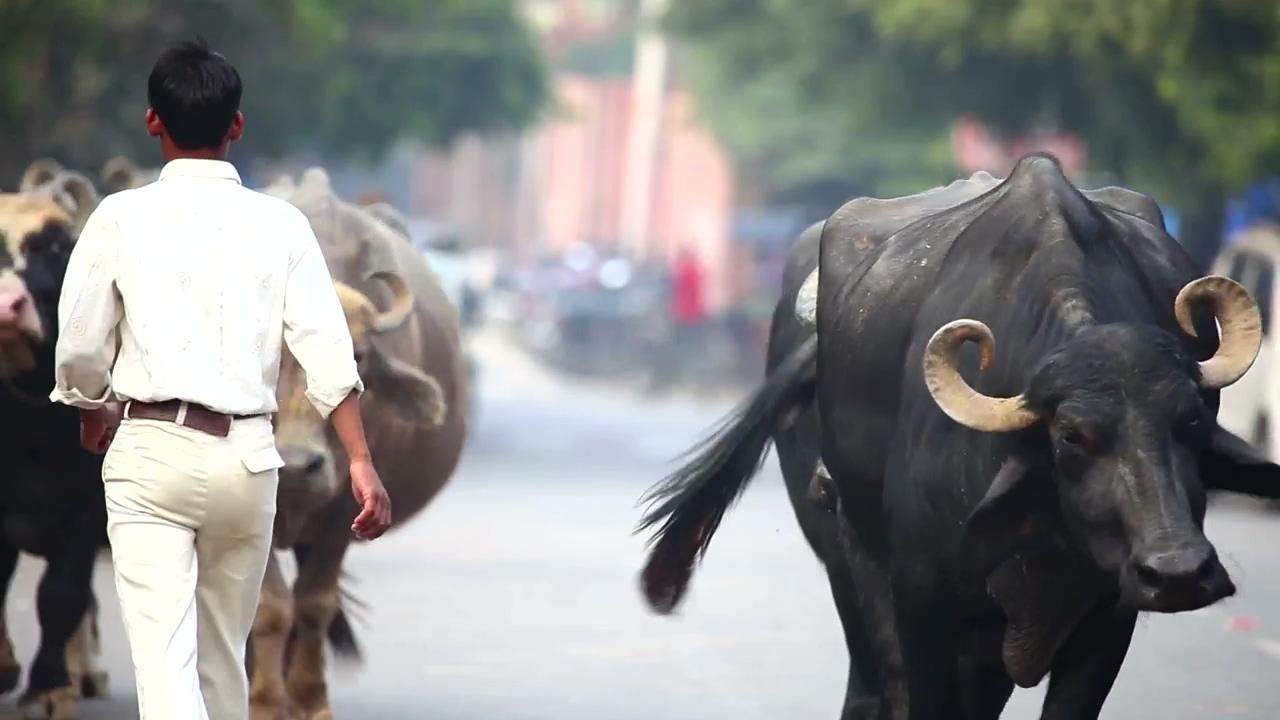 India bulls walking the city roads, animal, street, india, and indian