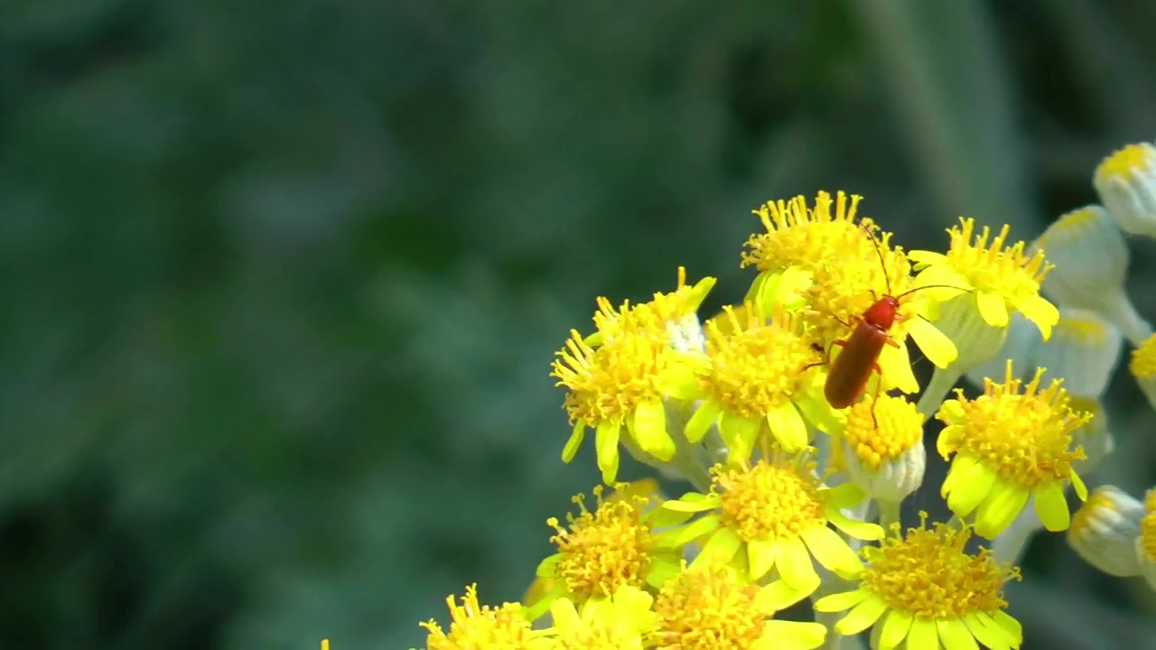 Insect on yellow flowers, nature, forest, flower, and insect