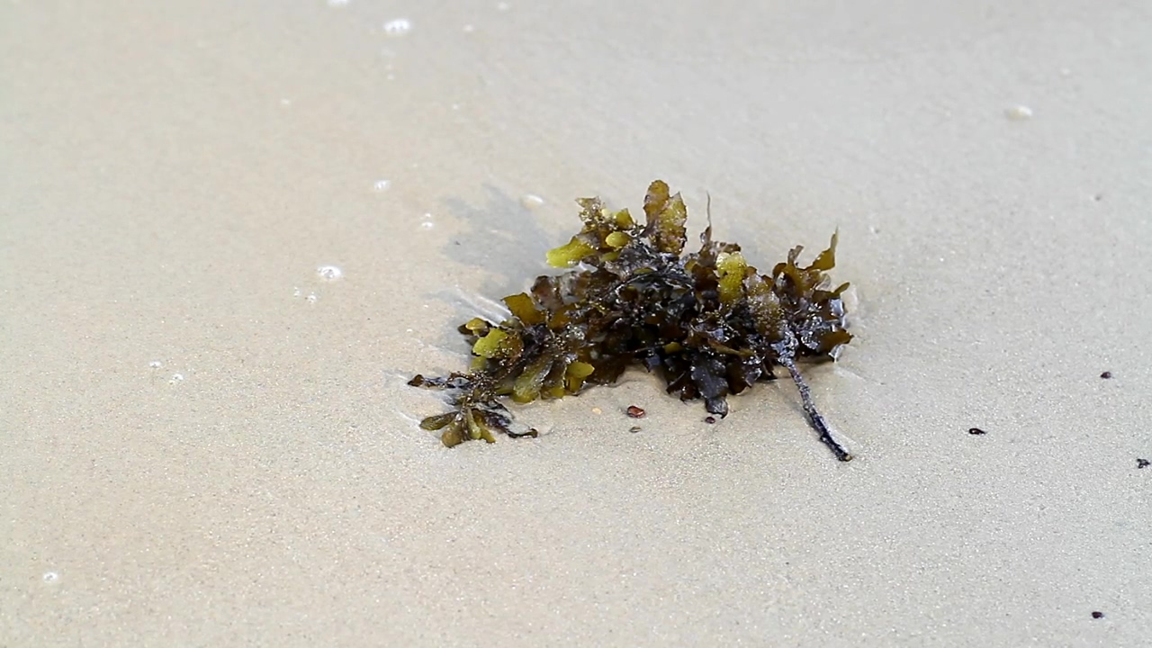 Insects on seaweed, insect, shore, and seaweed